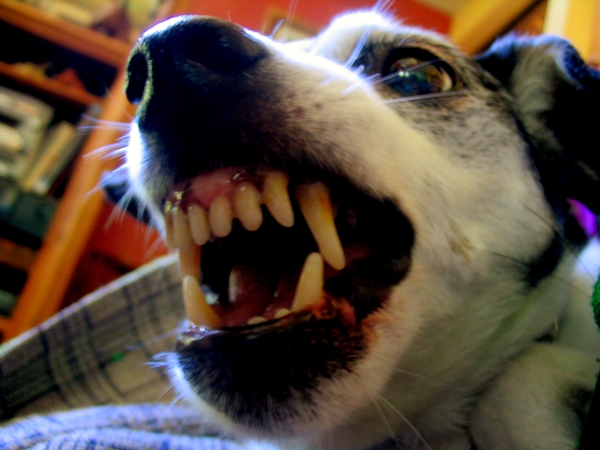 Как отучить собаку кусаться: советы кинологов