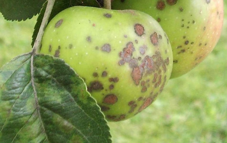 Болезни яблоня  и их лечение: советы садоводов