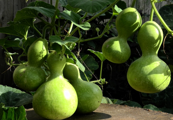 Лагенария: хитрости выращивания «африканской тыквы»