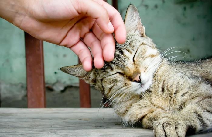 Как отучить котенка кусаться: основные приемы